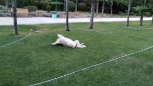 Мисхорский парк в Крыму