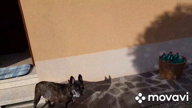 Французский бульдог ЧАК играет в  офис.  Ящерке дали имя .