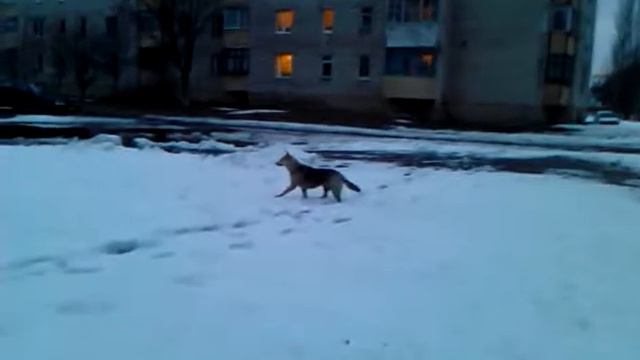 Собака сломалась смотреть онлайн