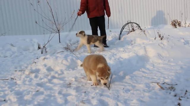 Бархан и Берк из Сердца Алтая, 7.01.2017(2мес.1нед)видео1ПРОДАЖА 8-906-965-90-02 смотреть онлайн