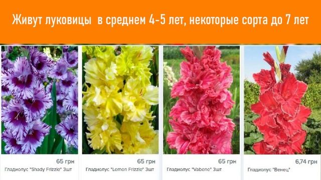 Цветки Гладиолуса (Лат. Gladiolus). Давнее И Любимое Украшение Для Клумб И Садов