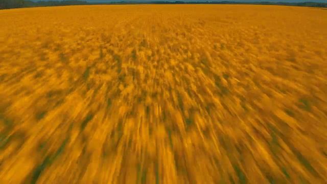 Yellow HDR 8K 60FPS Dolby Vision