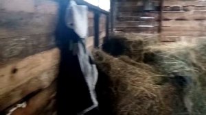 Сено или сенаж .