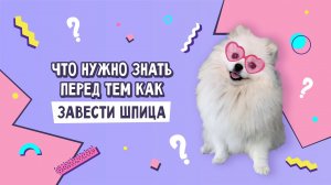 ЧТО НУЖНО ЗНАТЬ ПЕРЕД ТЕМ КАК ЗАВЕСТИ ШПИЦА | УХОД КАССИ И НАШИ ЛАЙФХАКИ