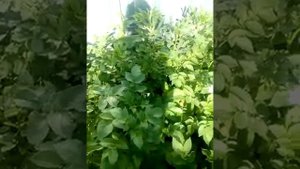 Уход за картофелем после цветения.