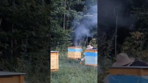 Эффективная обработка пчел? от клеща варроа. Как мы работаем с ВарроБИОщит #пасека #пчеловодство