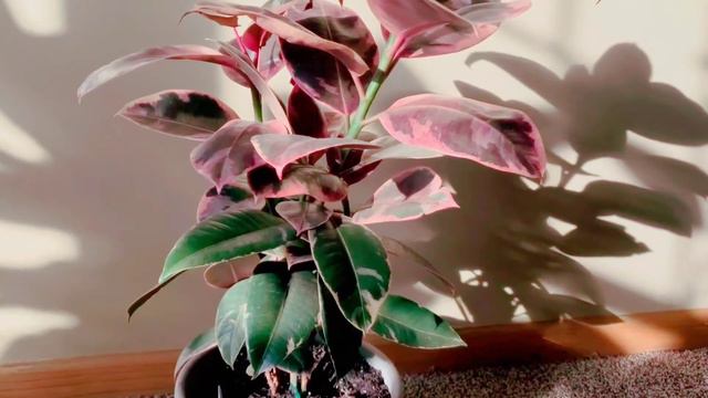 Ficus Elastica Ruby Pink 01 Part 002 | Plant Vlog 146