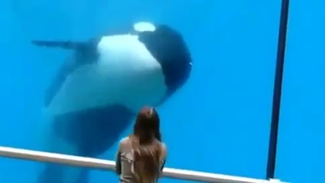 Кит убийца в деле смотреть онлайн