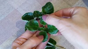 Как укоренить пасынок? Фиалки у Алисы.