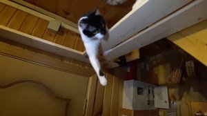 Настенный игровой комплекс для кошек своими руками