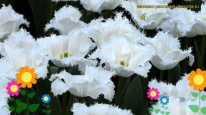 Тюльпан бахромчатый Дайтона. Краткий обзор, описание характеристик, где купить луковицы Daytona