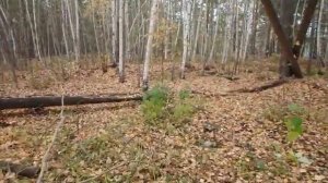 Деревянная вышка в тайге