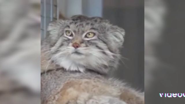 кошачьи животные красной книги России смотреть онлайн