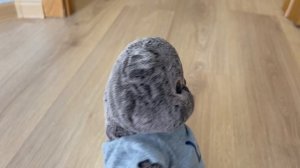 МУЛЬТИК ОДИН ДЕНЬ ИЗ ЖИЗНИ БАСИКА