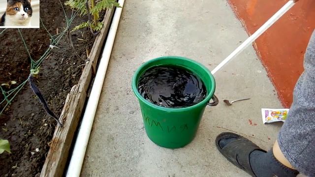 Удобрение для огурцов.  Первая подкормка огурцов в открытом грунте