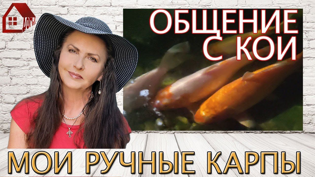 Карпы КОИ/ Общение/ Глажу рукой рыбу! Ручные Золотые Рыбки в Домашнем Пруду