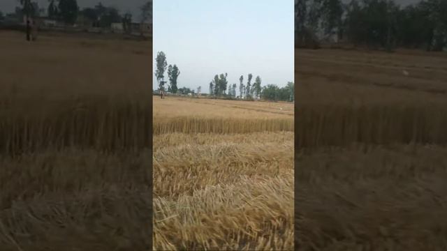 Gandum Ki Katai Live Sindh Pakistan