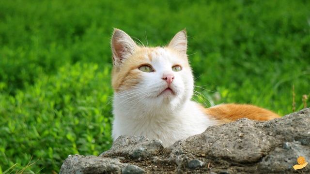 Love, Relax, Meditation Music, Piano, Flute Relaxation, Cat. смотреть онлайн