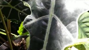 Caladium Sanderiana - The kris Plant - Elephant's ears- Bicolor Alocasia