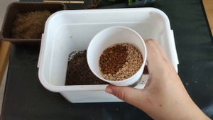 Пересадка фикуса микрокарпа в экспериментальный грунт.