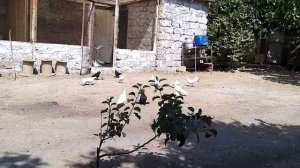 #Baku #Pigeons Всё о Бакинских голубях с уважаемым голубятником Баку,   д.Вагифом. часть-2.