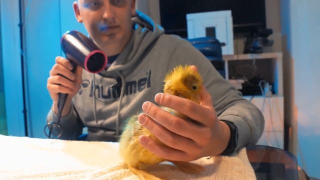 Гусь в квартире! Угадай как зовут! КУКИ или GUCCI? смотреть онлайн