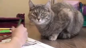 Сказка «Капризная кошка» В. Сутеев