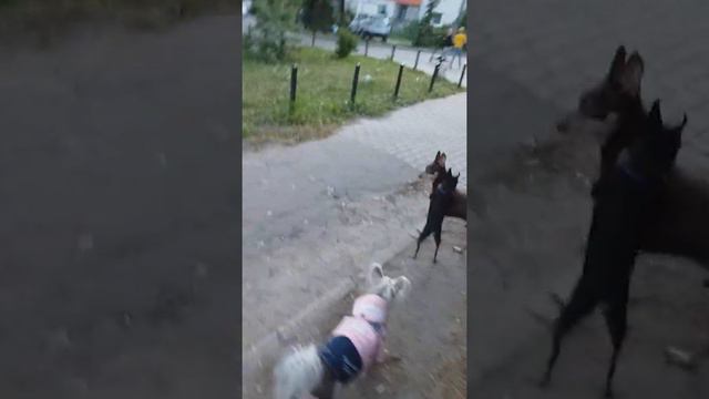 Собаки дерутся смотреть онлайн