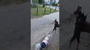 Собаки дерутся