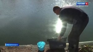 80 тысяч толстолобиков и белых амуров выпустили в водохранилище Магнитогорска.mp4