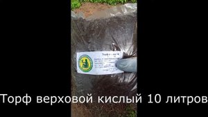 Голубика. Правильная посадка голубики. (Лохина, blueberry)