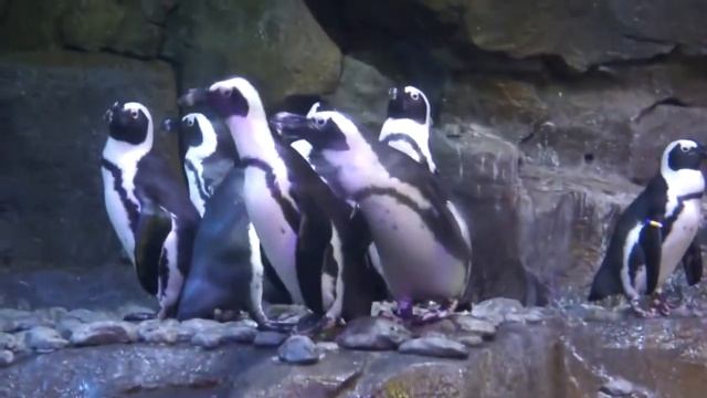 ПОЧЕМУ ПИНГВИНЫ ТОЛКАЮТ ДРУГ ДРУГА В ВОДУ смотреть онлайн