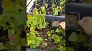 Выращивание плакучей березы из семян. Продолжение.