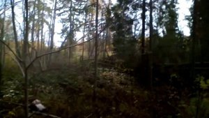 Заброшенная Усадьба и парк в Новгородской области