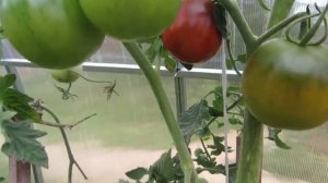 Томат Виагра (с антоцианом). Томат- афродизиак.