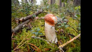 Карелия грибы гиганты! Большие белые грибы сентябрь 2018 1