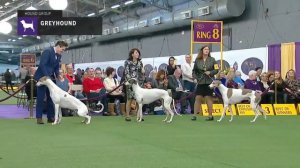 Greyhounds | Breed Judging 2019