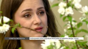Как вырастить Чубушник в саду?