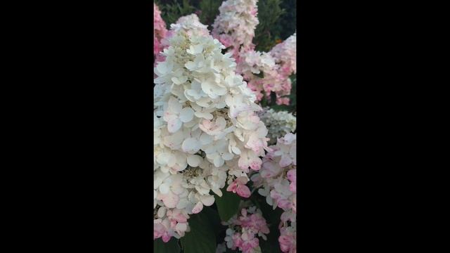 FIRE LIGHT® HYDRANGEA | www.gardencrossings.com смотреть онлайн