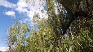 Почему лук растёт слоями