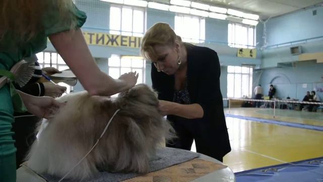 Кобели, класс Победителей смотреть онлайн