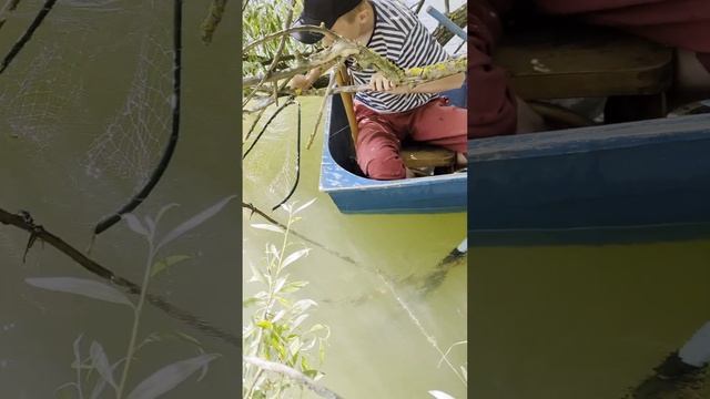 Открытие сезона по ловле амура на Кубани. Ловля белого амура на шелковицу