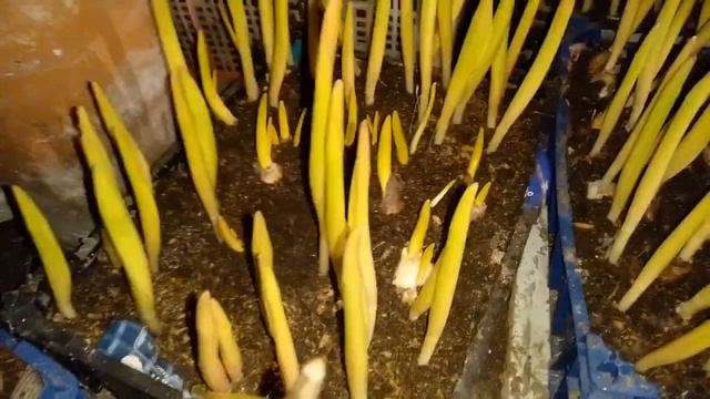 Выгонка тюльпанов к 8 марта 14 февраля 2020 Польза Фитоспирина  Бизнес на тюльпанах