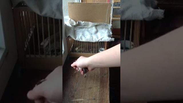 Как взять птицу в руки? смотреть онлайн