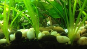 Боция мраморная и улитка/Botia lohachata&snail