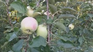 Яблоня сорт Память Есаулу. Редкие сорта в наших садах.