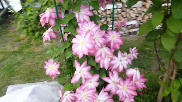 Клематис Асао . Clematis Asao . Удивляет каждый год . Японские сорта клематисов . смотреть онлайн