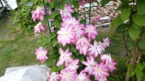 Клематис Асао . Clematis Asao . Удивляет каждый год . Японские сорта клематисов .