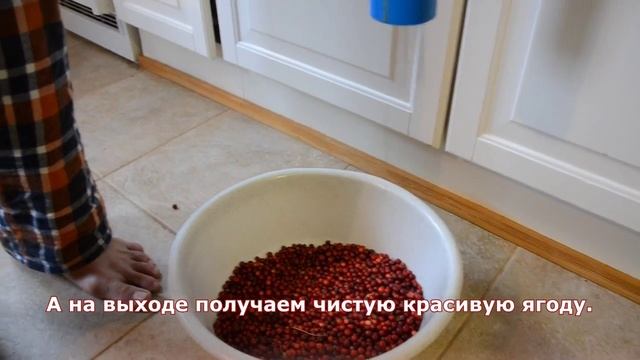 Быстро и легко чистим ягоду от мусора / Fast and easy to clean garbage from the berry смотреть онлайн
