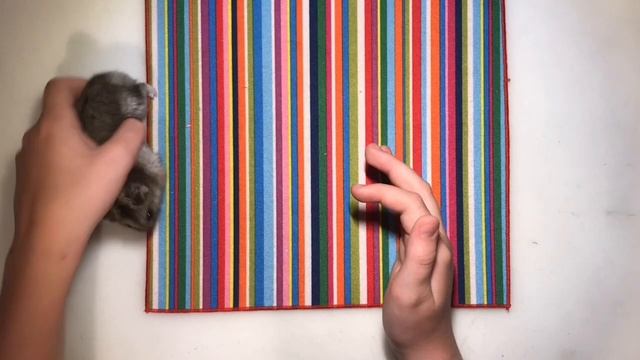 КАК ПРАВИЛЬНО БРАТЬ ХОМЯКА НА РУКИ? КАК БРАТЬ ХОМЯКА ЗА ШКИРКУ И МОЖНО ЛИ? СМОТРЕТЬ ВСЕМ!